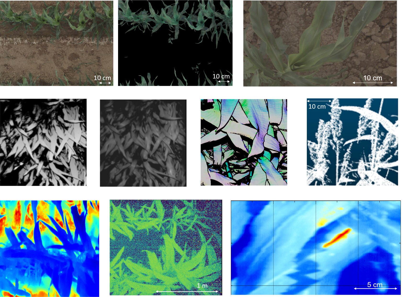 examples of TERRA REF image, point cloud, and hyperspectral data