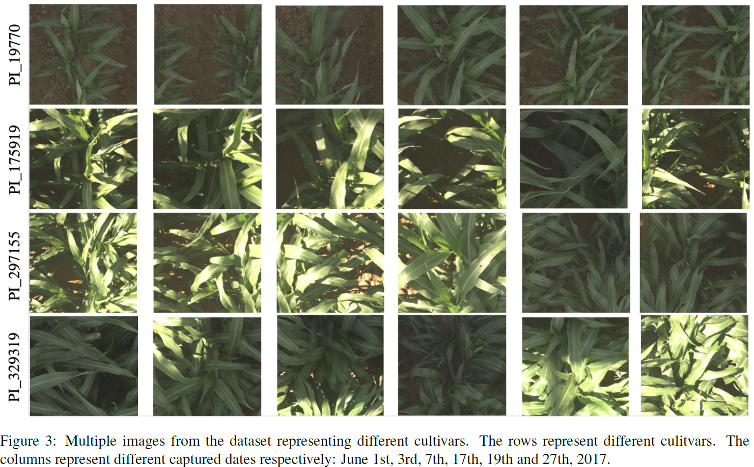 Multiple images from the dataset representing different cultivars. The rows represent different culitvars. The columns represent different captured dates respectively: June 1st, 3rd, 7th, 17th, 19th and 27th, 2017.